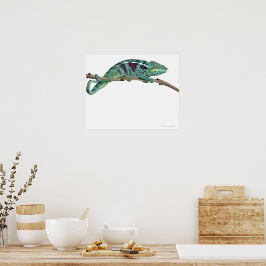 Panther Chameleon Nosy be (Furcifer pardalis) Poster (Keuken)