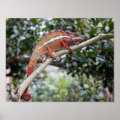 Panther chameleon poster (Voorkant)