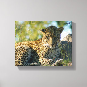 panthera pardus Kruger Canvas Afdruk