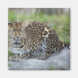 Panthera pardus orientalis magneet