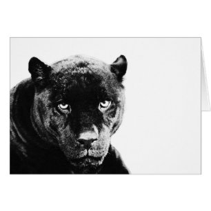 Panthère noire Jaguar