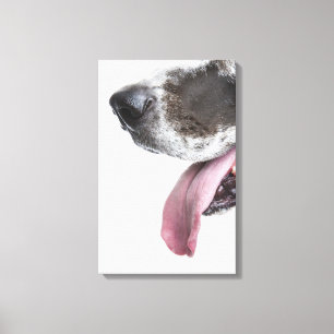 Panting Harlequin Great Dane Canvas Afdruk