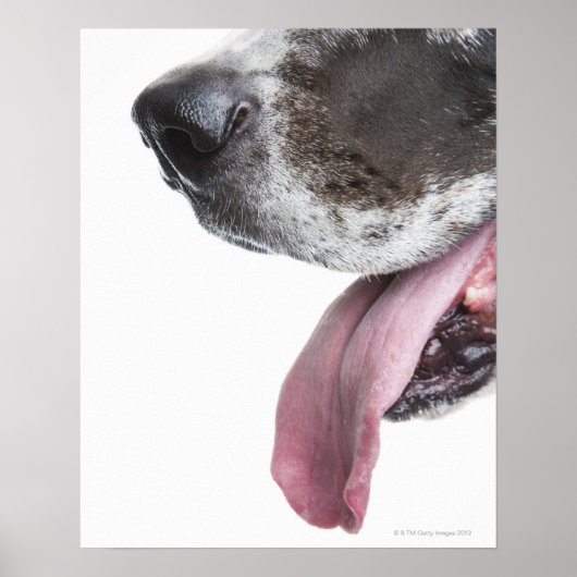 Panting Harlequin Great Dane Poster (Voorkant)