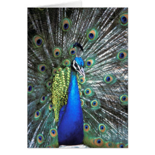 Paon magnifique déployant des plumes colorées