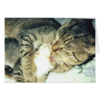 Papa Cat en Zijne Kitten