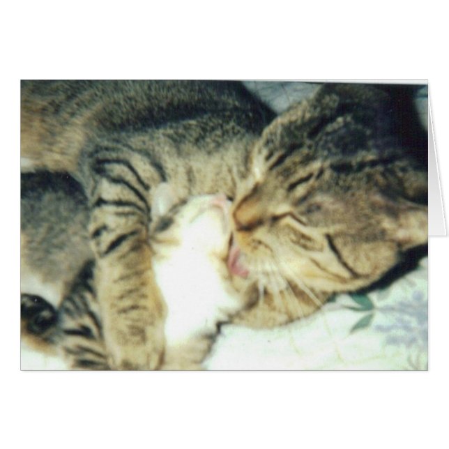 Papa Cat en Zijne Kitten (Voorkant Horizontaal)