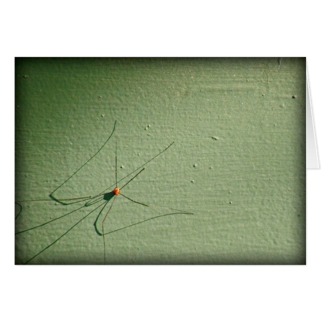 Papa Long Legs (Voorkant Horizontaal)