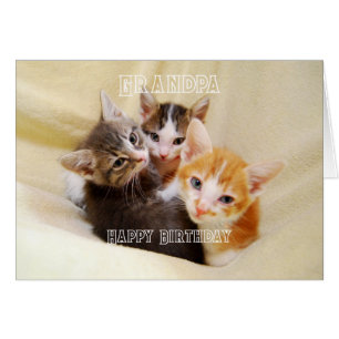 Papapa, Trio de Chatons Chauds et Douillet Joyeux
