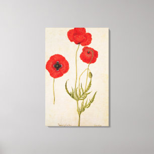 Papavar rhoeas, c.1568 canvas afdruk