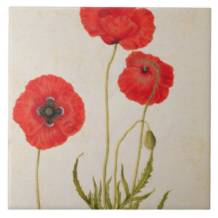 Papavar rhoeas, c.1568 tegeltje
