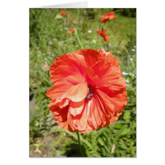 papaver