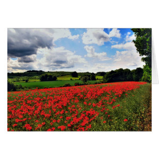 papaver