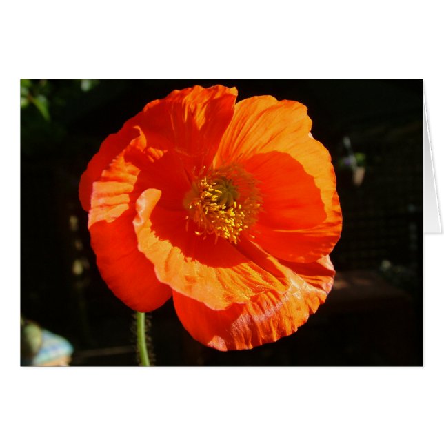 papaver (Voorkant Horizontaal)