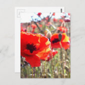 papaver briefkaart (Voorkant / Achterkant)