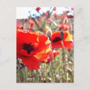 papaver briefkaart