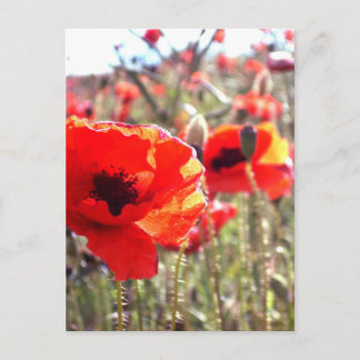 papaver briefkaart