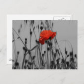 Papaver Briefkaart (Voorkant / Achterkant)