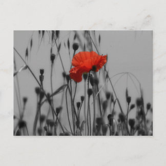 Papaver Briefkaart