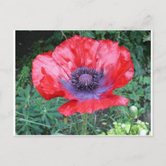 Papaver Briefkaart