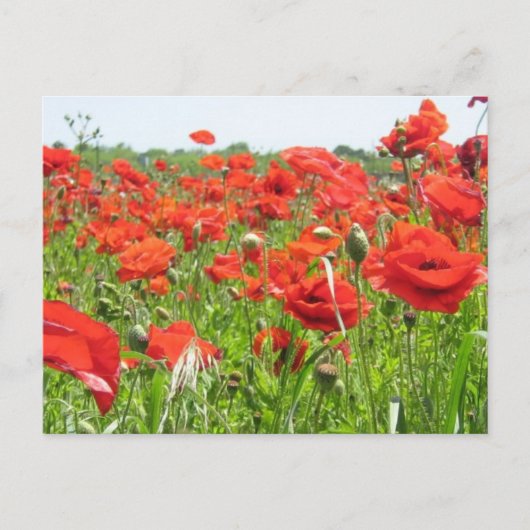papaver briefkaart (Voorkant)