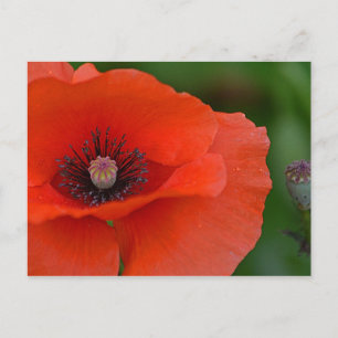  papaver briefkaart