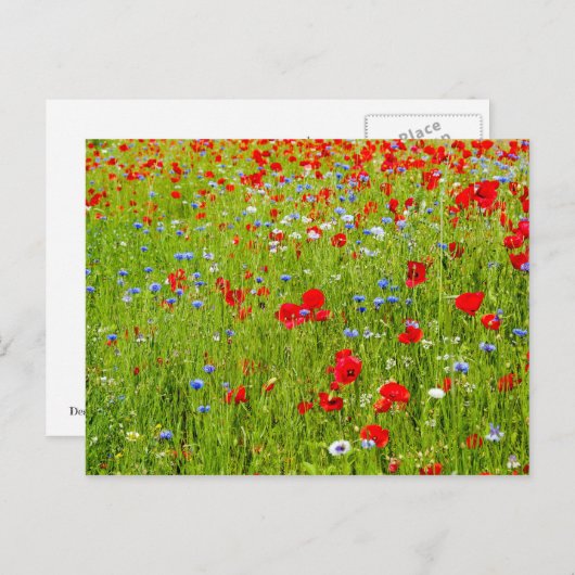 papaver briefkaart (Voorkant / Achterkant)