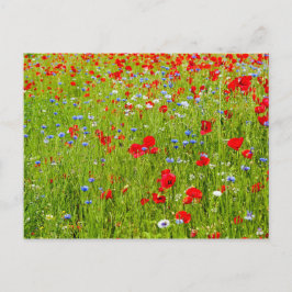 papaver briefkaart