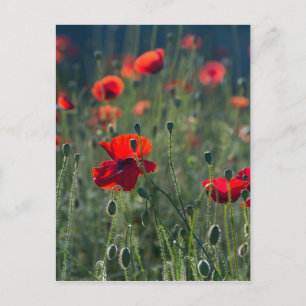 papaver briefkaart