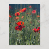 papaver briefkaart (Voorkant)