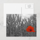 Papaver Briefkaart (Voorkant / Achterkant)