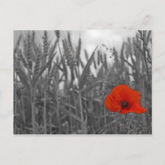 Papaver Briefkaart