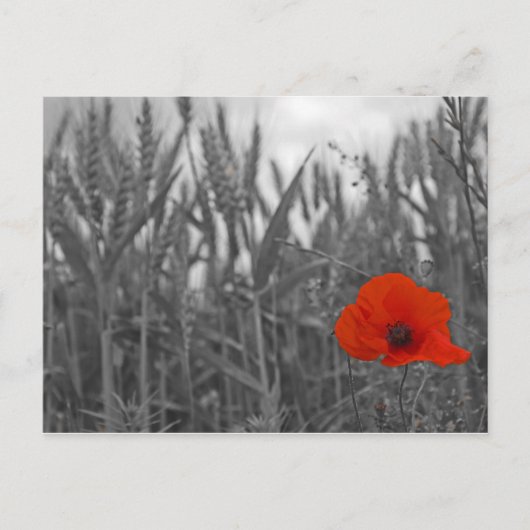 Papaver Briefkaart (Voorkant)