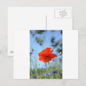 Papaver Briefkaart (Voorkant / Achterkant)