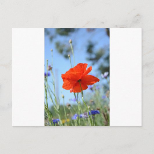 Papaver Briefkaart (Voorkant)
