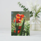 papaver briefkaart (Staand voorkant)