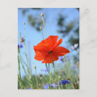 Papaver Briefkaart