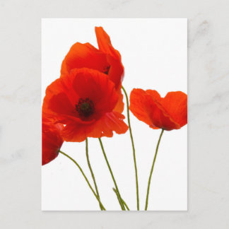 papaver briefkaart