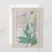 Papaver en Figwort Briefkaart (Voorkant / Achterkant)