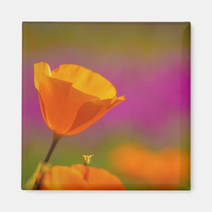 papaver en roze magneet