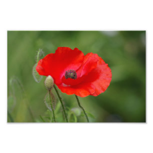 Papaver Foto Afdruk
