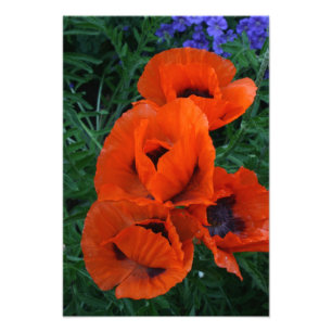 papaver foto afdruk