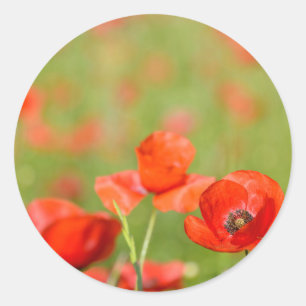 papaver in een ronde papavermoerassticker sticker