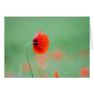 Papaver in Nidd