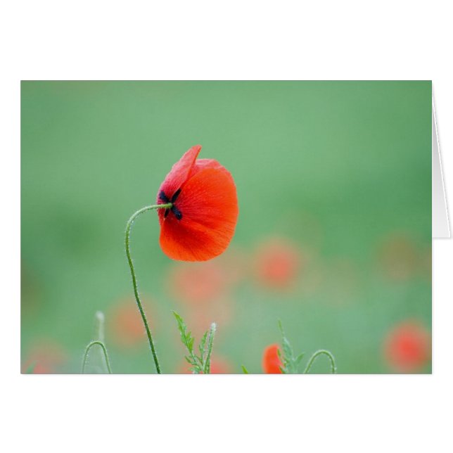 Papaver in Nidd (Voorkant Horizontaal)