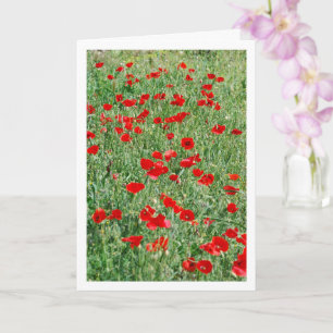 Papaver in veld Kaart