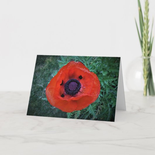 Papaver, kaart (Voorkant)