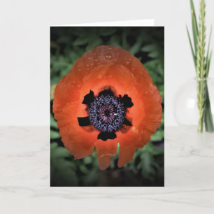 Papaver, kaart