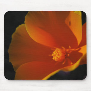 papaver muismat