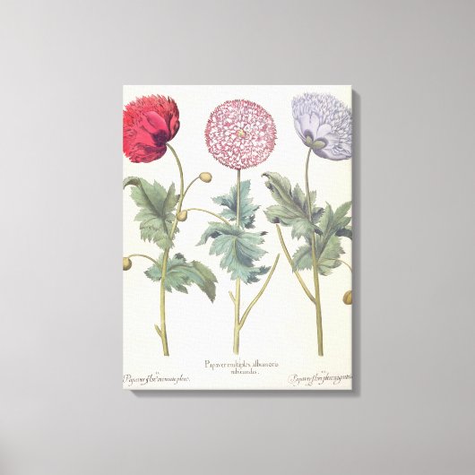 papaver multiplex albumoris rubicundis; canvas afdruk (Voorkant)