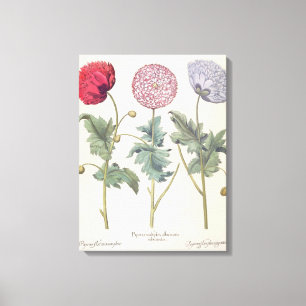 papaver multiplex albumoris rubicundis; canvas afdruk